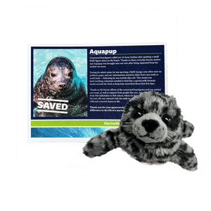 Small harbor seal plush in grey and black sits in front of a certificate reading "Aquapup" and "Saved" with Adopt-a-Seal Aquapup's patient story.