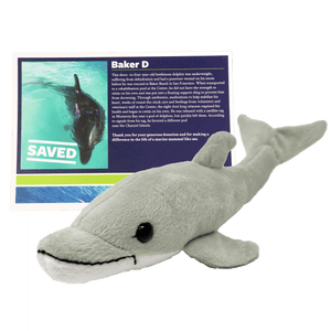 Grey and white plush dolphin in front of a dark blue certificate.