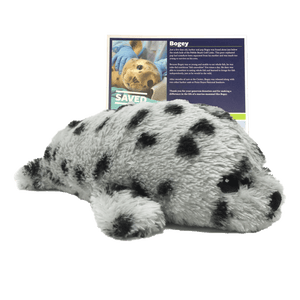 Large gray and black-spotted harbor seal plush toy in front of dark blue certificate.