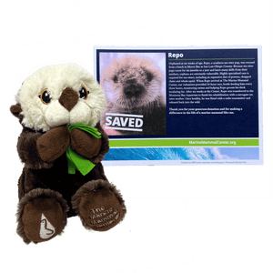 Brown sea otter plush holding green felt kelp, with certificate in background