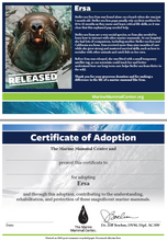 Load image into Gallery viewer, Sample certificate with Steller sea lion Ersa&#39;s photo and story on first page, text reading &quot;Certificate of Adoption: The Marine Mammal Center and [blank] present this certificate to [blank] for adopting Ersa and through this adoption, contributing to the understanding, rehabilitation, and protection of these magnificent marine mammals&quot; on second page
