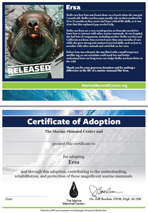 Sample certificate with Steller sea lion Ersa's photo and story on first page, text reading "Certificate of Adoption: The Marine Mammal Center and [blank] present this certificate to [blank] for adopting Ersa and through this adoption, contributing to the understanding, rehabilitation, and protection of these magnificent marine mammals" on second page