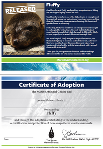 Sample adoption certificate featuring Guadalupe fur seal pup Fluffy and his story on the first page, blank certificate of adoption on the second page that reads "Certificate of Adoption: The Marine Mammal Center and [blank] present this certificate to [blank] for adopting Fluffy and through this adoption, contributing to the understanding, rehabilitation, and protection of these magnificent marine mammals."