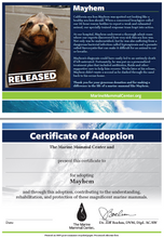 Load image into Gallery viewer, Sample adoption certificate with sea lion Mayhem&#39;s story on first page, blank certificate of adoption on second page that reads &quot;Certificate of Adoption: The Marine Mammal Center and [blank] present this certificate to [blank] for adopting Mayhem and through this adoption, contributing to the understanding, rehabilitation, and protection of these magnificent marine mammals.&quot;
