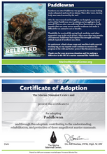 Load image into Gallery viewer, Sample adoption certificate with sea otter Paddlewan&#39;s story on first page, blank certificate of adoption on second page that reads &quot;Certificate of Adoption: The Marine Mammal Center and [blank] present this certificate to [blank] for adopting Paddlewan and through this adoption, contributing to the understanding, rehabilitation, and protection of these magnificent marine mammals.&quot;

