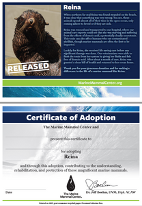 Sample adoption certificate with northern fur seal Reina's story on first page, blank certificate of adoption on second page that reads "Certificate of Adoption: The Marine Mammal Center and [blank] present this certificate to [blank] for adopting Reina and through this adoption, contributing to the understanding, rehabilitation, and protection of these magnificent marine mammals."