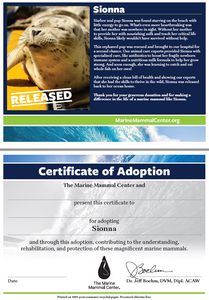 Sample adoption certificate featuring harbor seal pup Sionna's story on the first page, blank certificate of adoption on the second page that reads "Certificate of Adoption: The Marine Mammal Center and [blank] present this certificate to [blank] for adopting Sionna and through this adoption, contributing to the understanding, rehabilitation, and protection of these magnificent marine mammals."