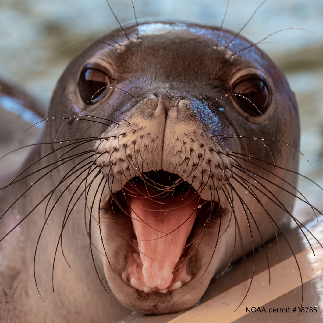 Closeup face photo of Hawaiian monk seal pup with mouth open