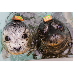 Two harbor seal pups in water.