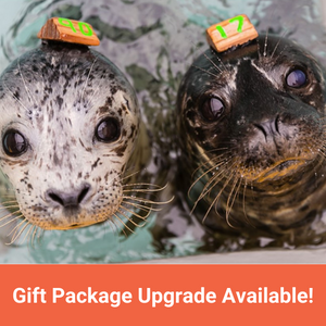 Closeup of two harbor seal pups in water. Text in orange banner reads "Gift Package Upgrade Available!"