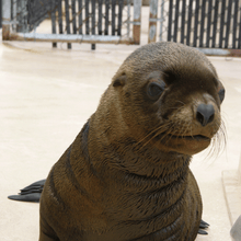 Load image into Gallery viewer, Closeup of Steller sea lion pup.
