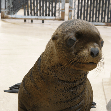 Closeup of Steller sea lion pup.