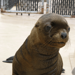 Closeup of Steller sea lion pup.