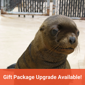Closeup of Steller sea lion pup. Text in orange banner reads "Gift Package Upgrade Available!"