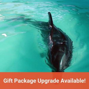 Bottlenose dolphin swimming in pool. Text in orange banner reads "Gift Package Upgrade Available!"