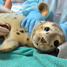 Load image into Gallery viewer, Closeup of harbor seal pup on exam table.
