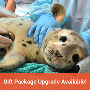 Closeup of harbor seal pup on exam table. Text in orange banner reads "Gift Package Upgrade Available!"