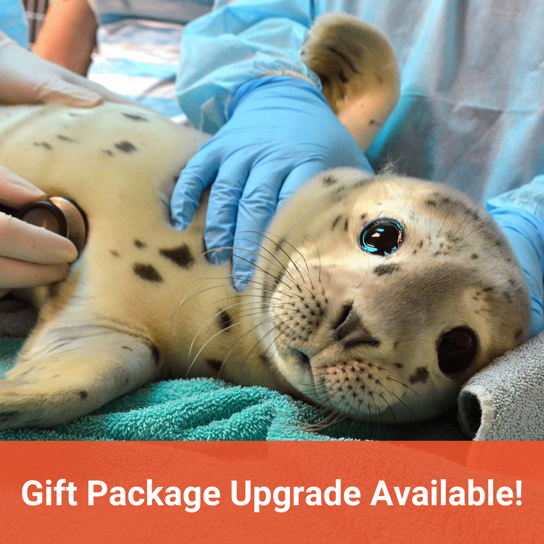 Closeup of harbor seal pup on exam table. Text in orange banner reads 