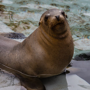 California sea lion in water.
