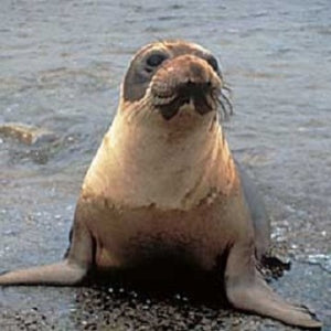 Front profile of elephant seal in water.