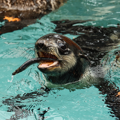 Fur seal pup with fish in open mouth.