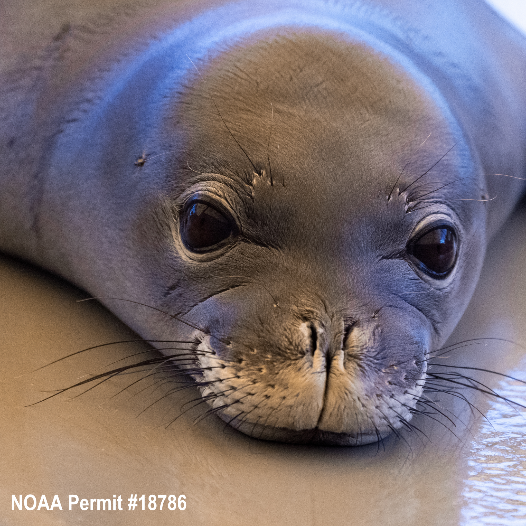 Adopt-a-Seal® - 'Eleu- Exclusive Digital Download! – The Marine