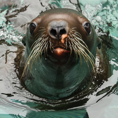 Closeup face shot of Steller sea lion pup