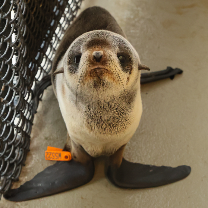 Front-facing picture of a Northern Fur Seal.