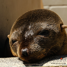 Load image into Gallery viewer, Closeup on face of a resting Guadalupe fur seal pup. A red ladybug appears in the bottom right corner.
