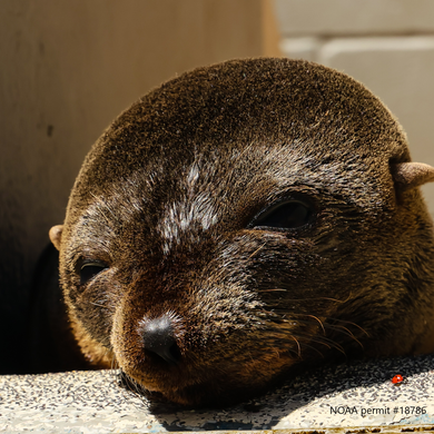Closeup on face of a resting Guadalupe fur seal pup. A red ladybug appears in the bottom right corner.