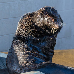 Side profile of large fur seal.
