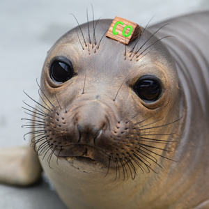 Closeup of elephant seal pup's face.