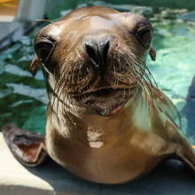Load image into Gallery viewer, A picture of a California Sea Lion very close to the camera.
