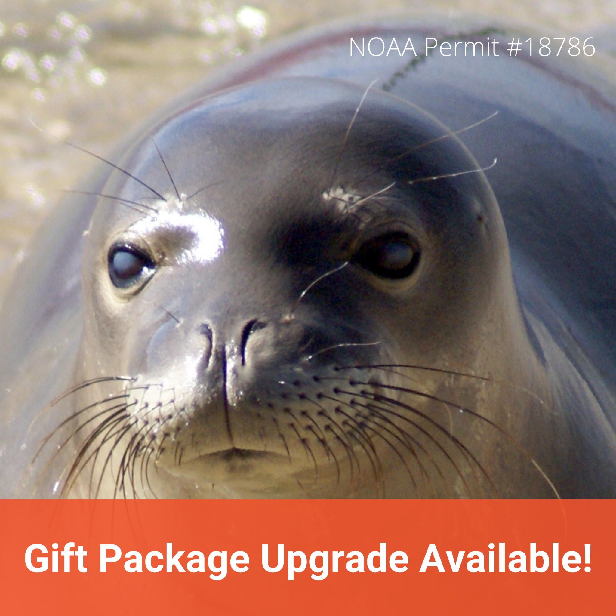 Adopt-a-Seal® - KP2 – The Marine Mammal Center Gift Store