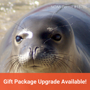 Closeup of Hawaiian monk seal. Top text reads "NOAA Permit #18786." Text in orange banner reads "Gift Package Upgrade Available!"