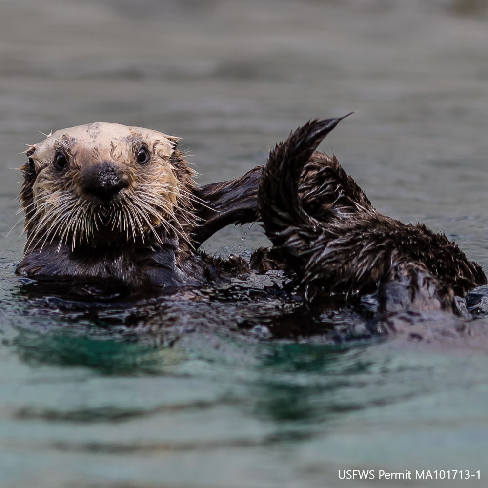 Sea otter floating in water. Text Reads USFWS Permit MA101713-1