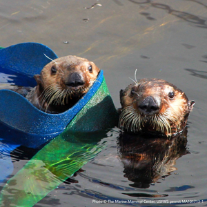 Two sea otter faces peeking out from pool