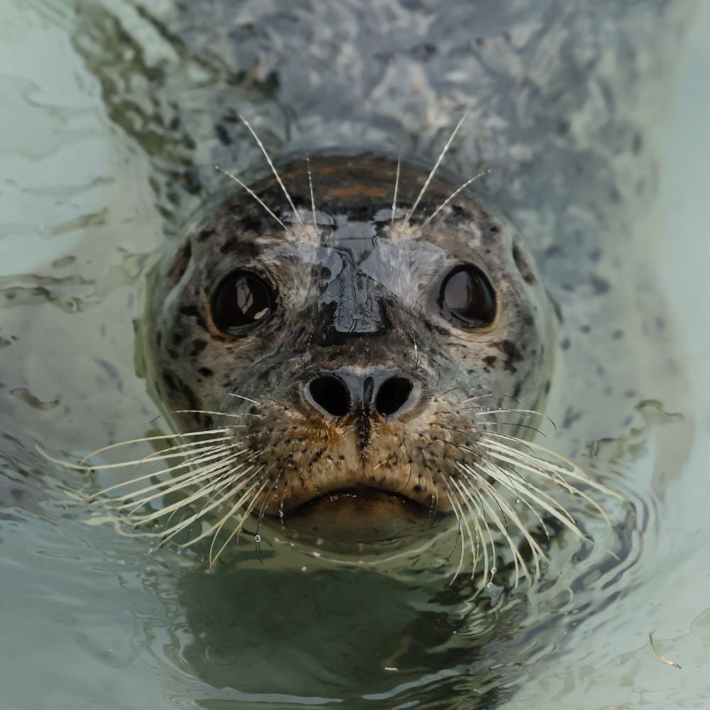 Harbor seal swimming with head poking out of water.