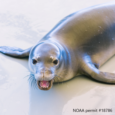 Hawaiian monk seal resting on floor with mouth open. Text reads NOAA permit #18786