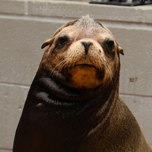 Load image into Gallery viewer, Closeup of male California sea lion
