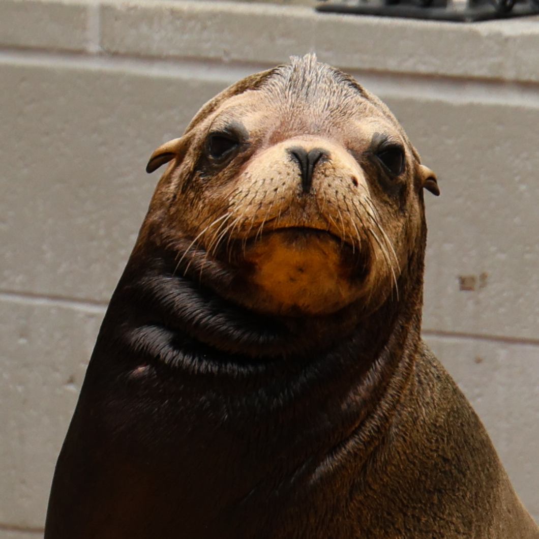 Closeup of male California sea lion
