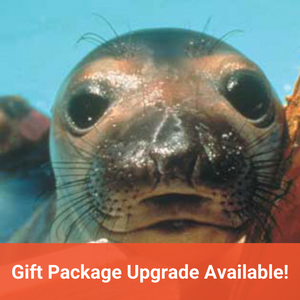 Closeup of elephant seal pup's face. Text in orange banner reads "Gift Package Upgrade Available!"
