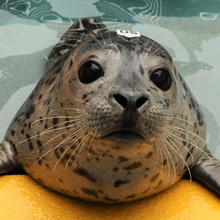 Load image into Gallery viewer, Harbor Seal pulling the top half of its body out of the water, looking at the camera
