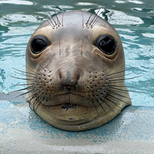 Load image into Gallery viewer, Elephant seal resting its face on the side of a pool.
