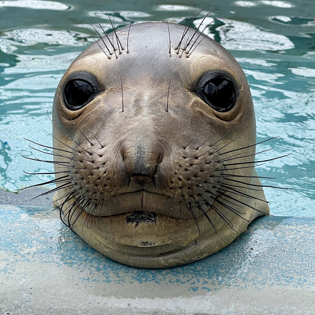 Elephant seal resting its face on the side of a pool.