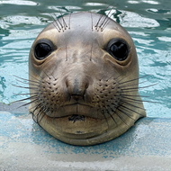 Elephant seal resting its face on the side of a pool.