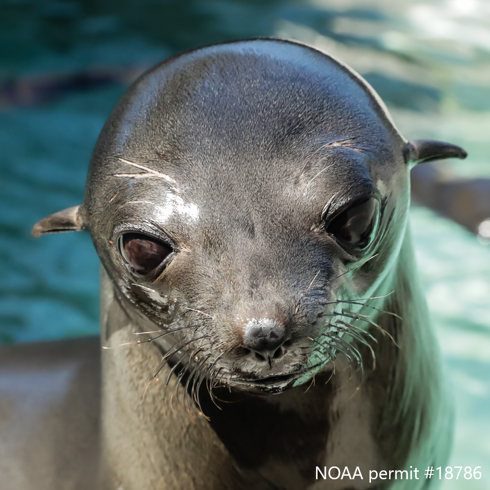 Adopt-a-Seal® - Neshema - Exclusive Digital Download! – The Marine ...