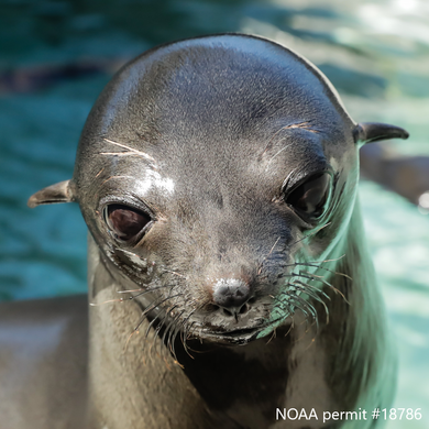 Closeup of Guadalupe fur seal pup's face. Text reads NOAA permit #18786.