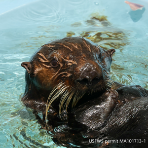 Closeup of sea otter swimming in pool. Bottom right text reads "USFWS permit MA101713-1"