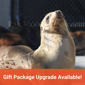 Side profile of California sea lion pup. Closeup of Steller sea lion pup. Text in orange banner reads "Gift Package Upgrade Available!"